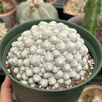 Rare Cactus - Mammillaria Humboldtii Large Cluster (1)