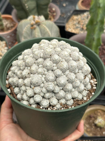 Rare Cactus - Mammillaria Humboldtii Large Cluster (1)