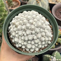 Rare Cactus - Mammillaria Humboldtii Large Cluster (1)