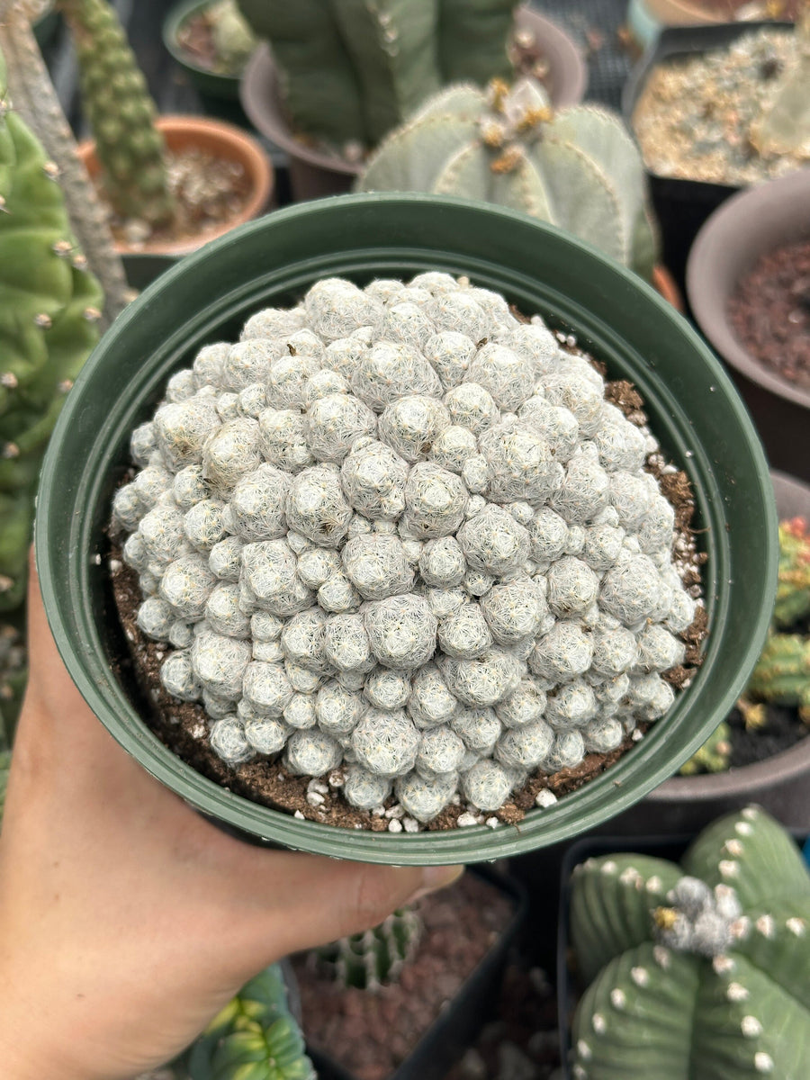 Rare Cactus - Mammillaria Humboldtii Large Cluster (1)