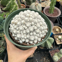 Rare Cactus - Mammillaria Humboldtii Large Cluster (1)