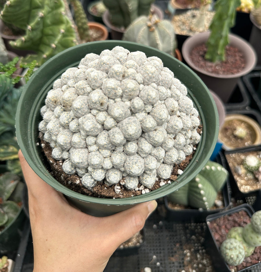 Rare Cactus - Mammillaria Humboldtii Large Cluster (1)