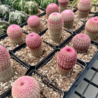 Rare Cactus - Echinocereus Rigidissimus 'Rainbow Cactus' Seed Grown (Single Stem)