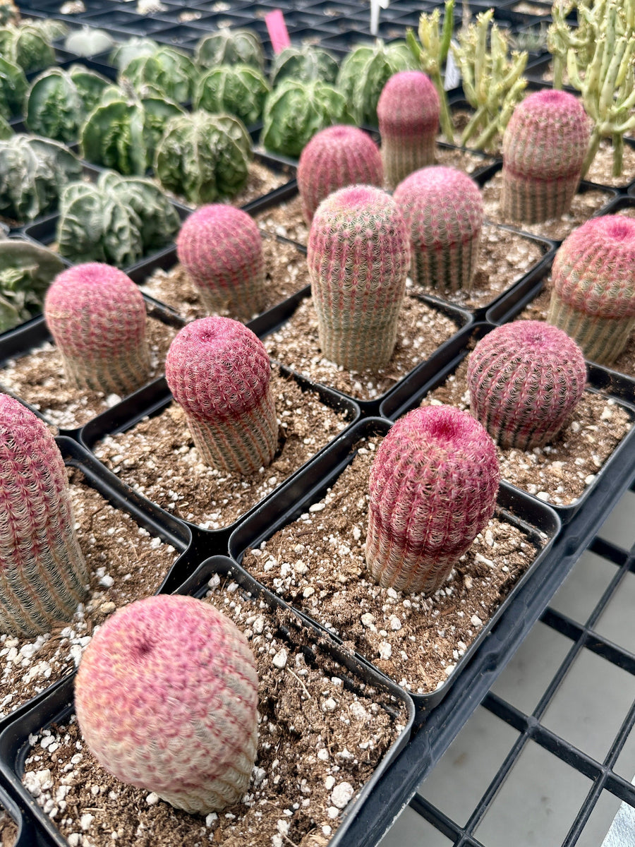 Rare Cactus - Echinocereus Rigidissimus 'Rainbow Cactus' Seed Grown (Single Stem)