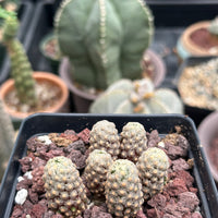 Rare Cactus - Mammillaria Theresae