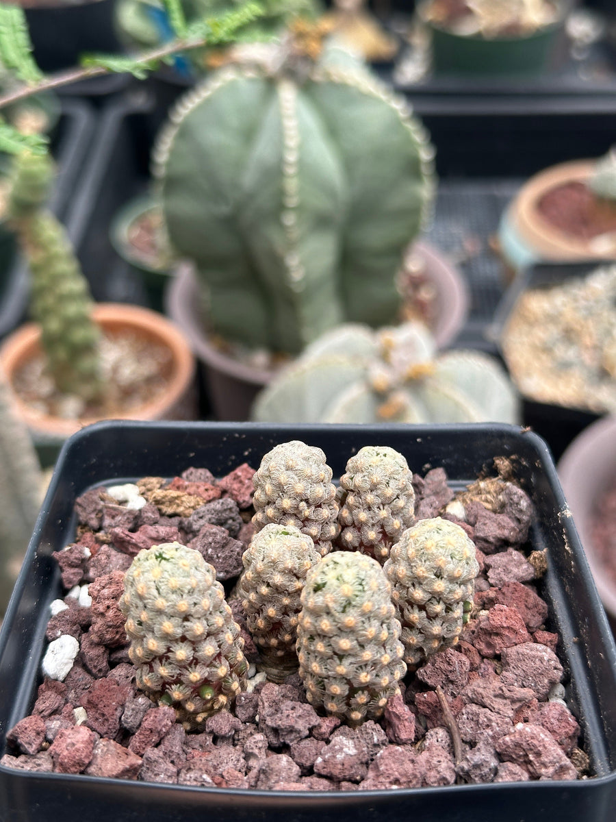 Rare Cactus - Mammillaria Theresae