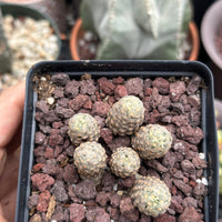 Rare Cactus - Mammillaria Theresae