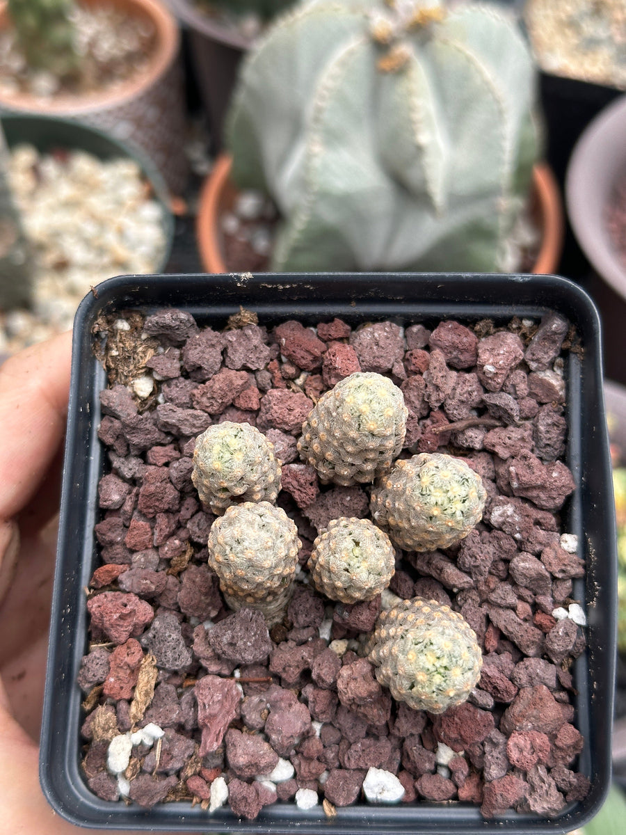 Rare Cactus - Mammillaria Theresae