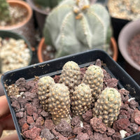 Rare Cactus - Mammillaria Theresae