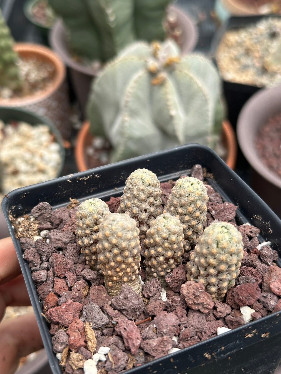 Rare Cactus - Mammillaria Theresae