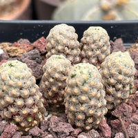 Rare Cactus - Mammillaria Theresae