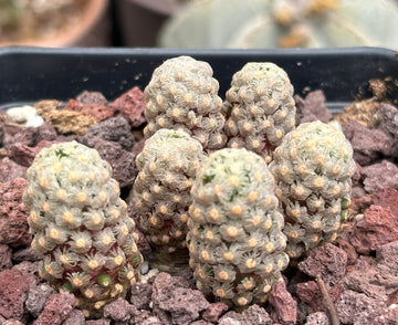 Rare Cactus - Mammillaria Theresae