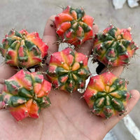 Rare Cactus - Gymnocalycium Mihanovichii Variegata (1.5”-2”)