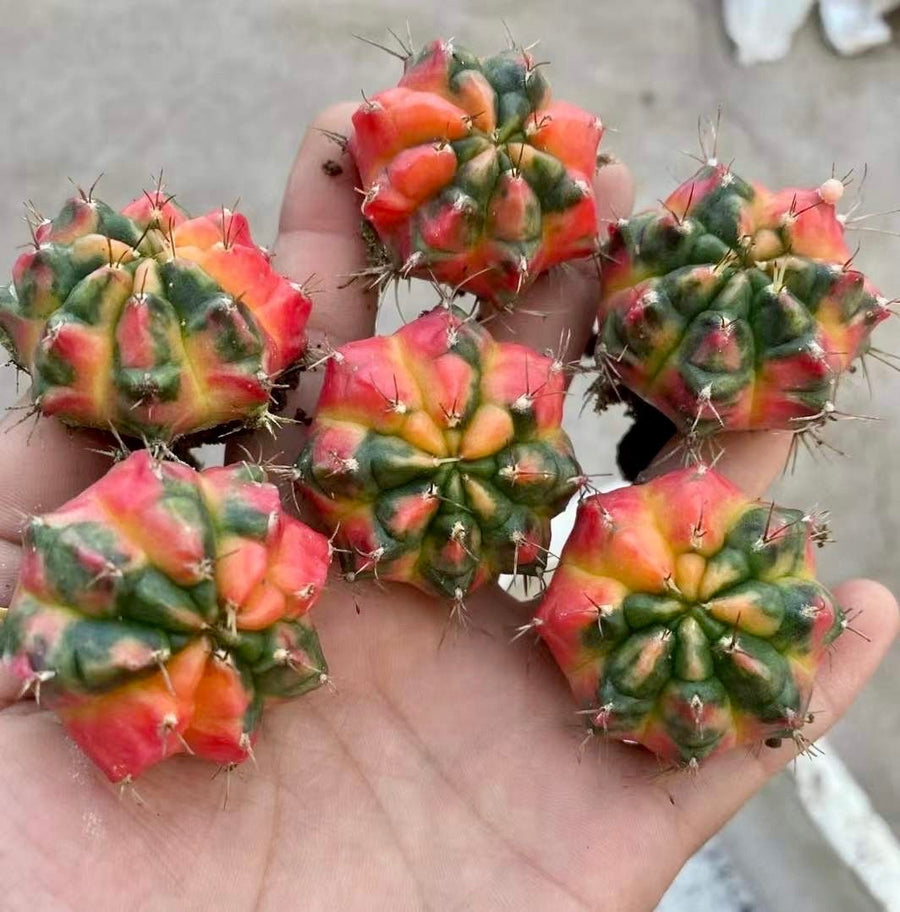 Rare Cactus - Gymnocalycium Mihanovichii Variegata (1.5”-2”)