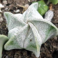 Astrophytum Myriostigma (1.5"-2”), Live Plant, Great starter Plant, Rare Cactus