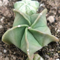 Astrophytum Myriostigma (1.5"-2”), Live Plant, Great starter Plant, Rare Cactus