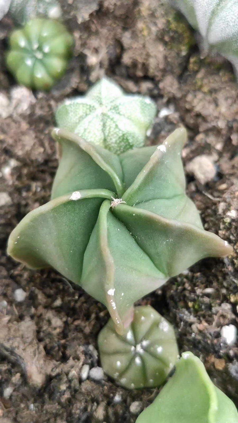 Astrophytum Myriostigma (1.5