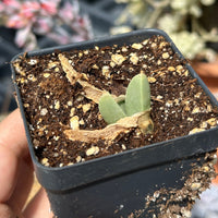 Rare Succulents - Mitrophyllum Mitratum, Spliting (2”)