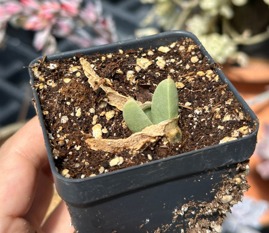 Rare Succulents - Mitrophyllum Mitratum, Spliting (2”)