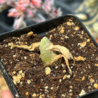 Rare Succulents - Mitrophyllum Mitratum, Spliting (2”)