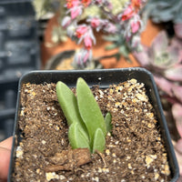 Rare Succulents - Mitrophyllum Mitratum, Spliting (2”)