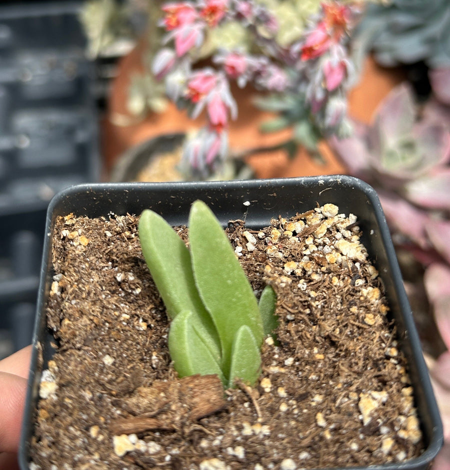 Rare Succulents - Mitrophyllum Mitratum, Spliting (2”)