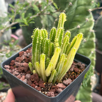 Rare Cactus - Cereus Variegated Fairy Castle (3.5")