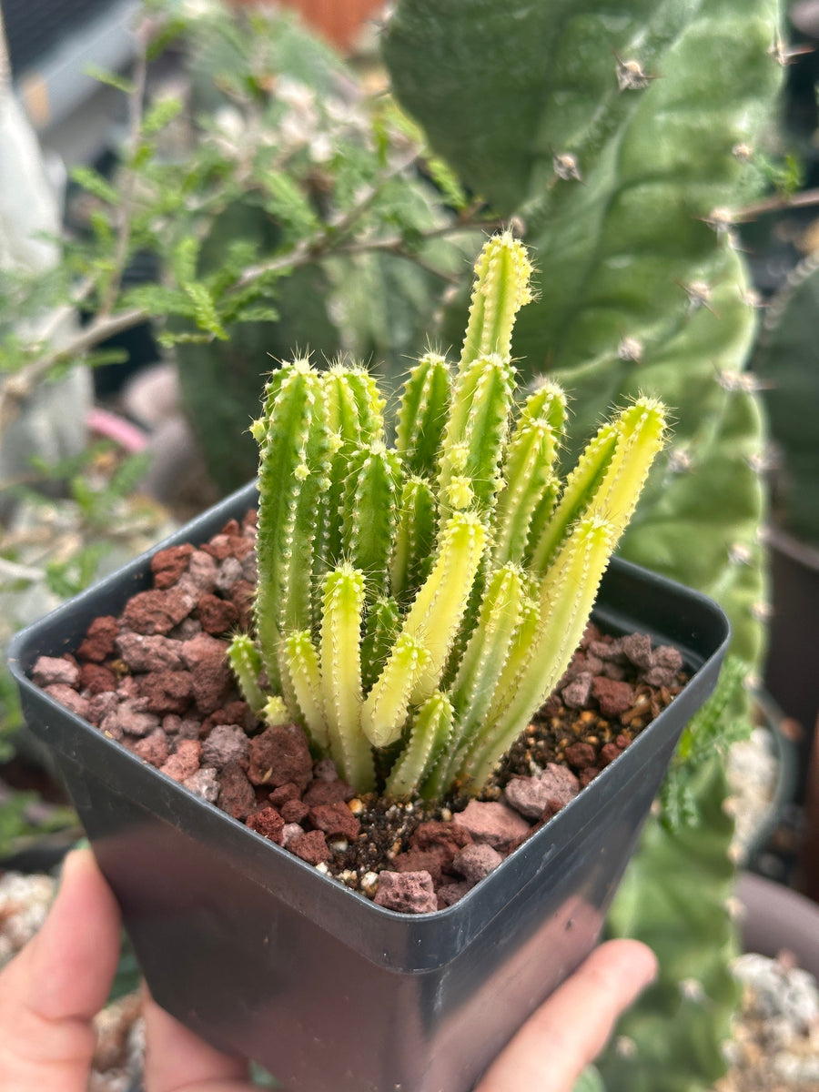 Rare Cactus - Cereus Variegated Fairy Castle (3.5