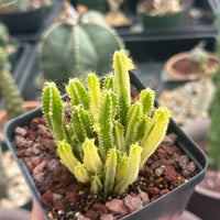 Rare Cactus - Cereus Variegated Fairy Castle (3.5")