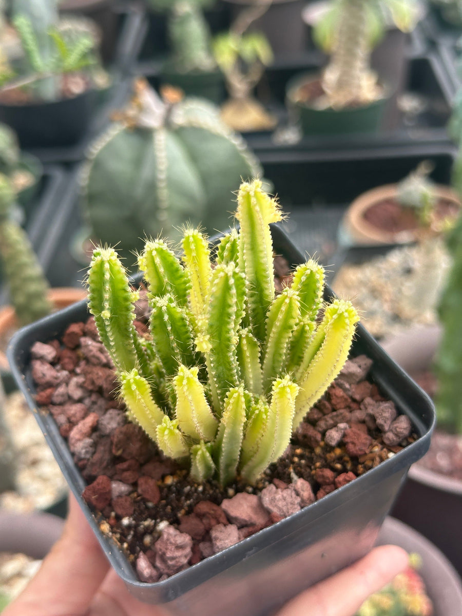 Rare Cactus - Cereus Variegated Fairy Castle (3.5