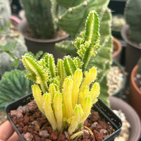 Rare Cactus - Cereus Variegated Fairy Castle (3.5")