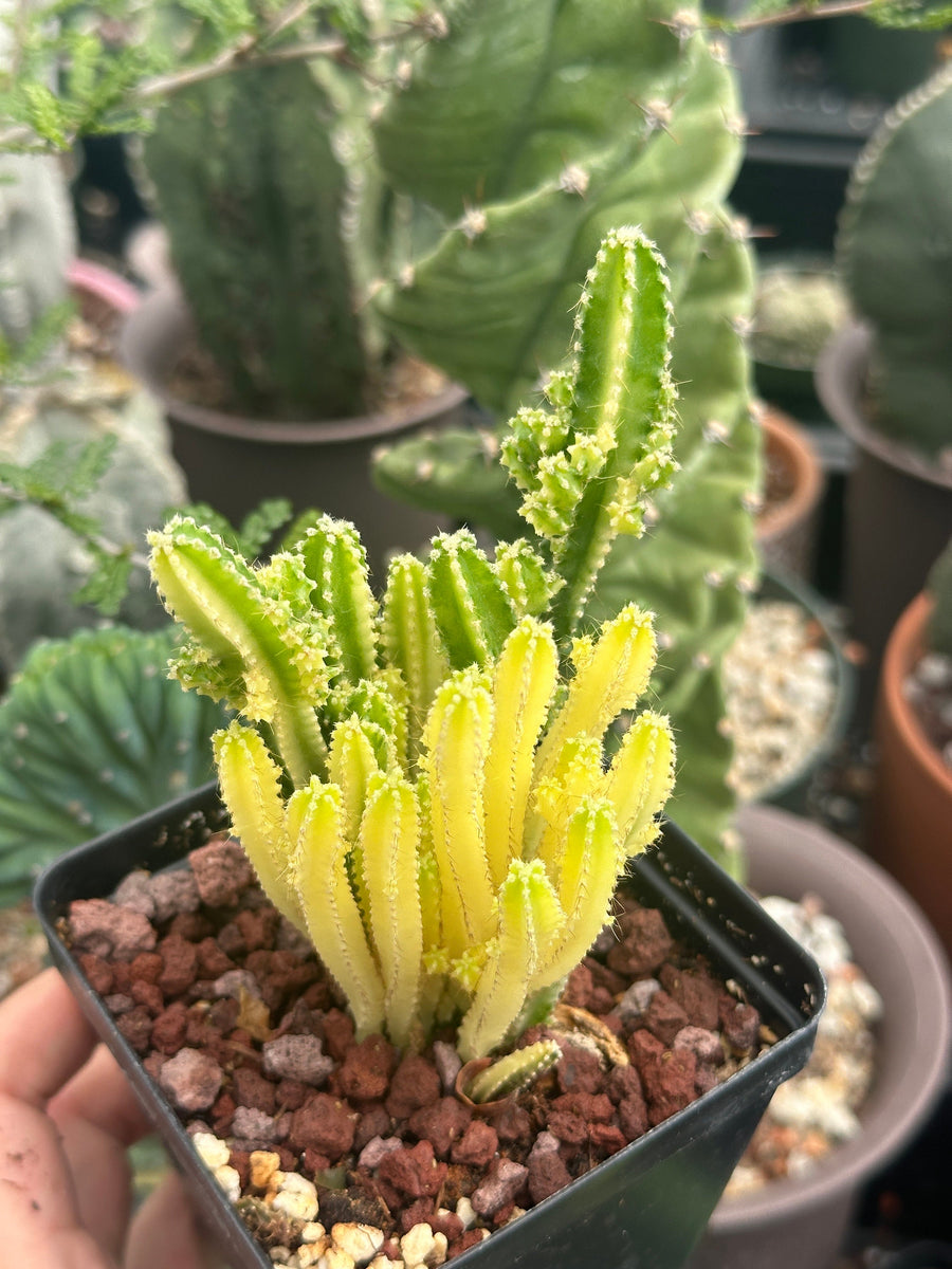 Rare Cactus - Cereus Variegated Fairy Castle (3.5