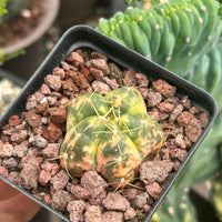 Rare Cactus - Gymnocalycium Horstii Variegata (1”)