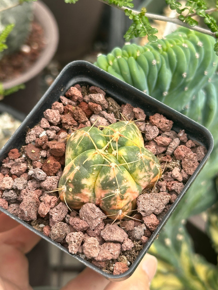 Rare Cactus - Gymnocalycium Horstii Variegata (1”)