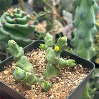 Rare Euphorbia - Euphorbia Clivicola