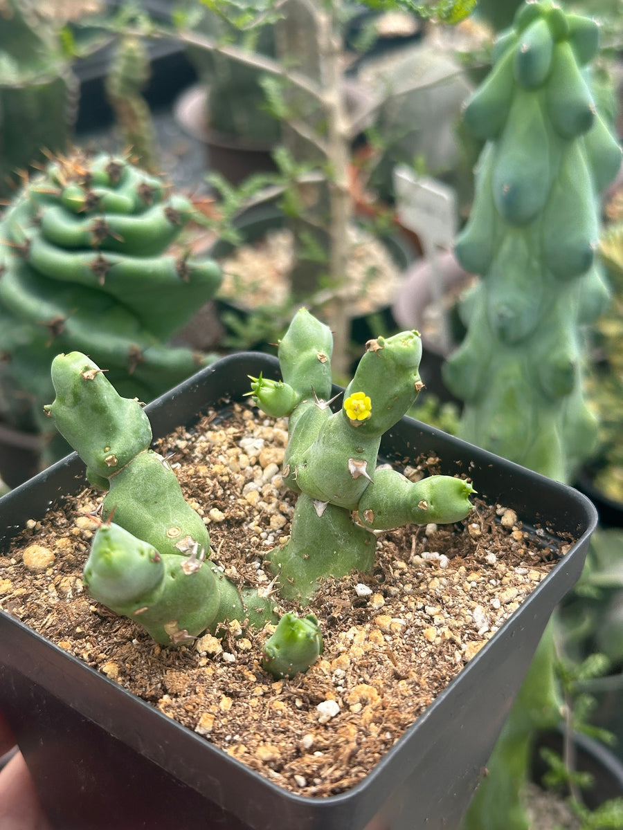 Rare Euphorbia - Euphorbia Clivicola