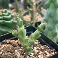 Rare Euphorbia - Euphorbia Clivicola