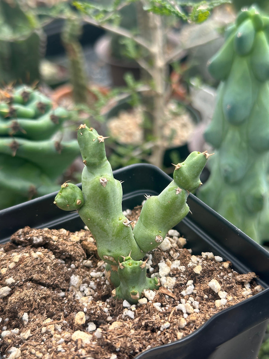 Rare Euphorbia - Euphorbia Clivicola