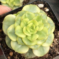 Rare Succulents - Sedeveria Rolly Variegated