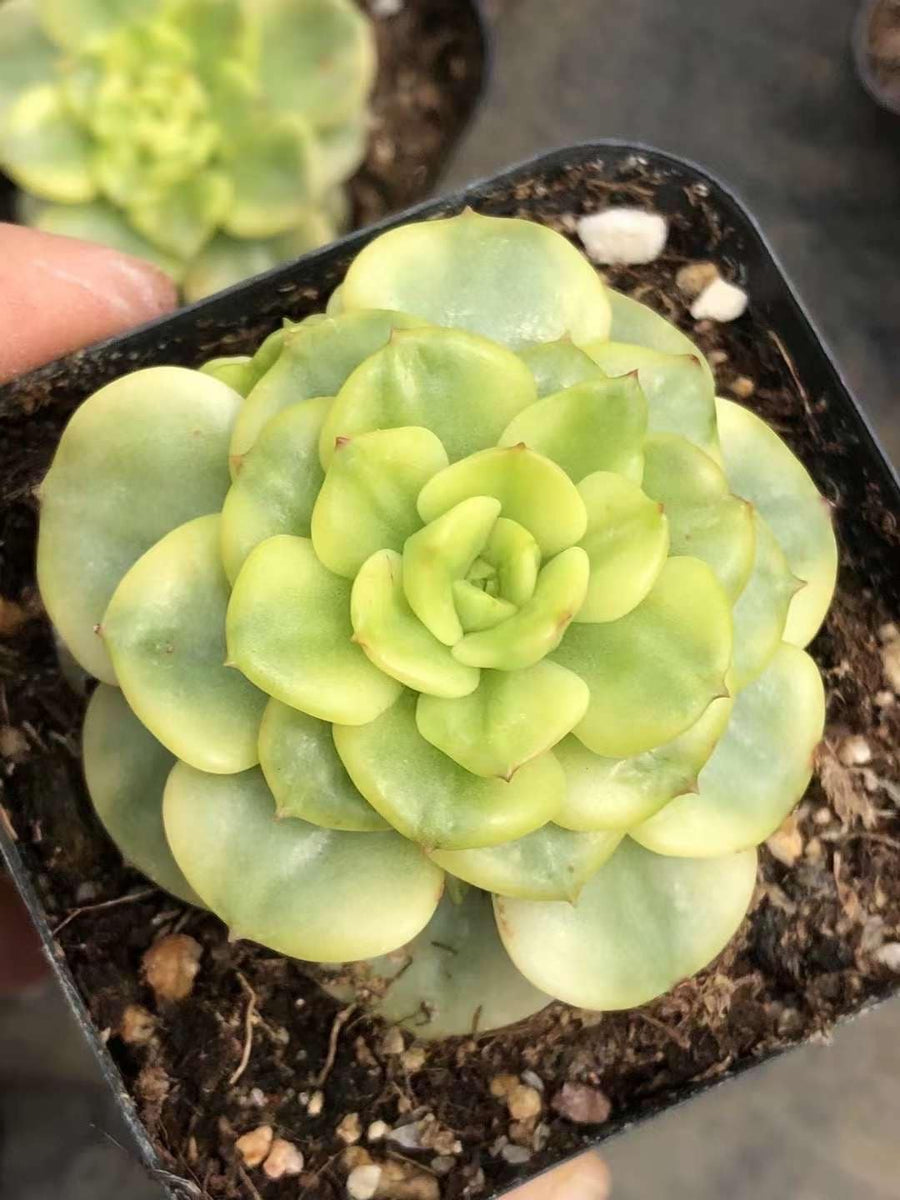 Rare Succulents - Sedeveria Rolly Variegated