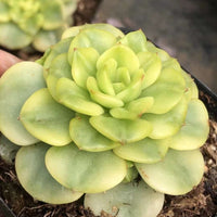 Rare Succulents - Sedeveria Rolly Variegated