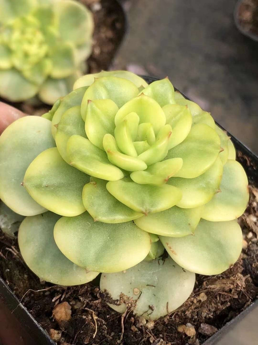 Rare Succulents - Sedeveria Rolly Variegated