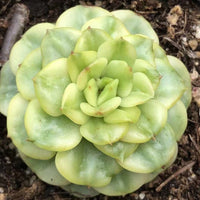 Rare Succulents - Sedeveria Rolly Variegated