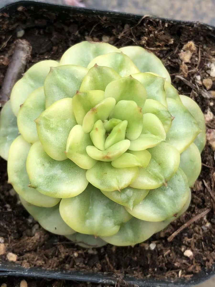 Rare Succulents - Sedeveria Rolly Variegated