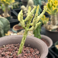 Rare Euphorbia - Euphorbia Leucodendron Variegata