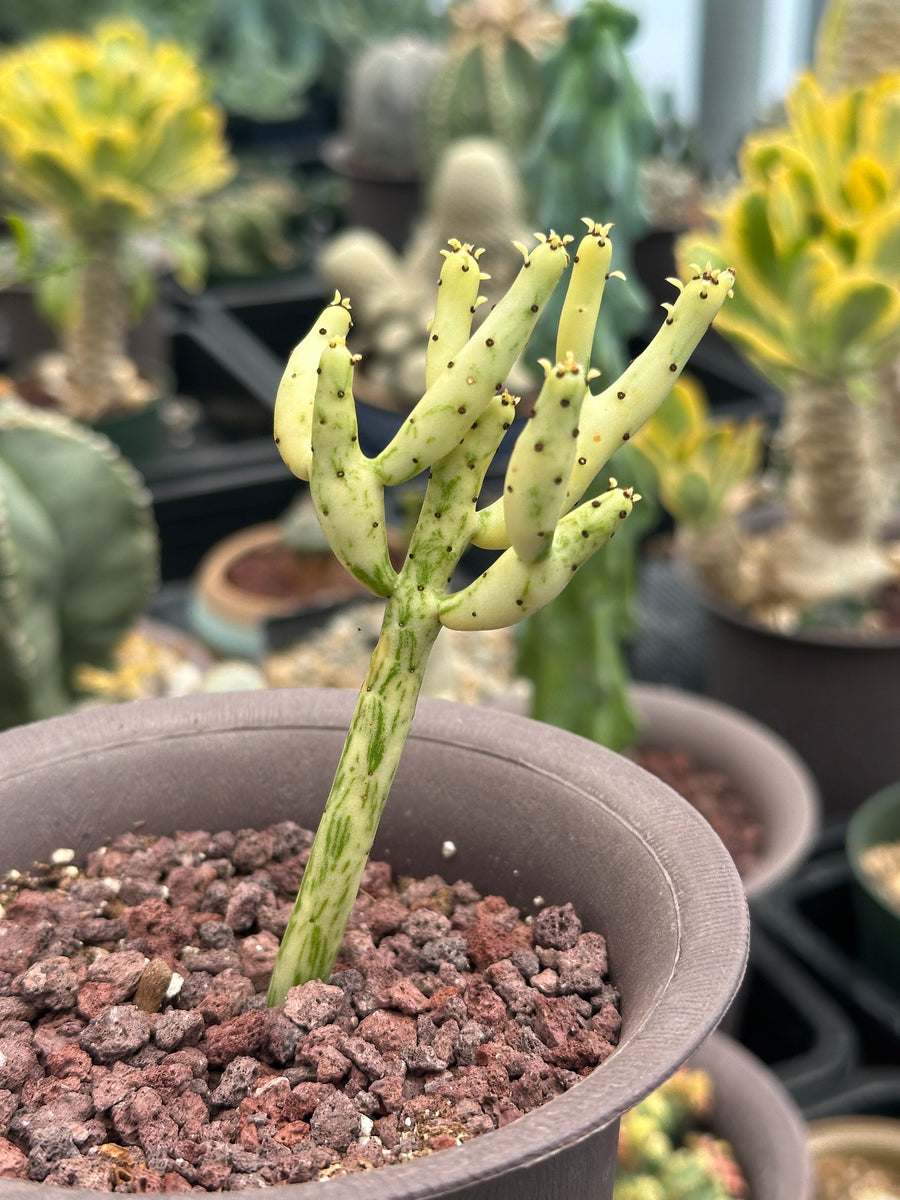 Rare Euphorbia - Euphorbia Leucodendron Variegata