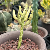 Rare Euphorbia - Euphorbia Leucodendron Variegata