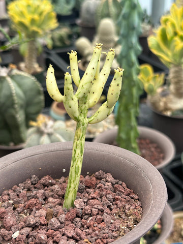 Rare Euphorbia - Euphorbia Leucodendron Variegata