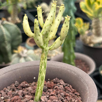 Rare Euphorbia - Euphorbia Leucodendron Variegata