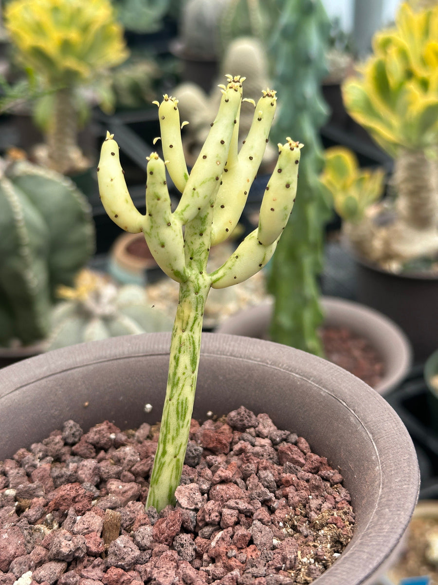 Rare Euphorbia - Euphorbia Leucodendron Variegata